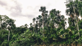 Yasuni National Park