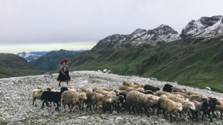 Quechua woman with a herd of sheep in the mountains