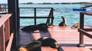 Seeing sea lions at the docks is a free activity on the Galapagos